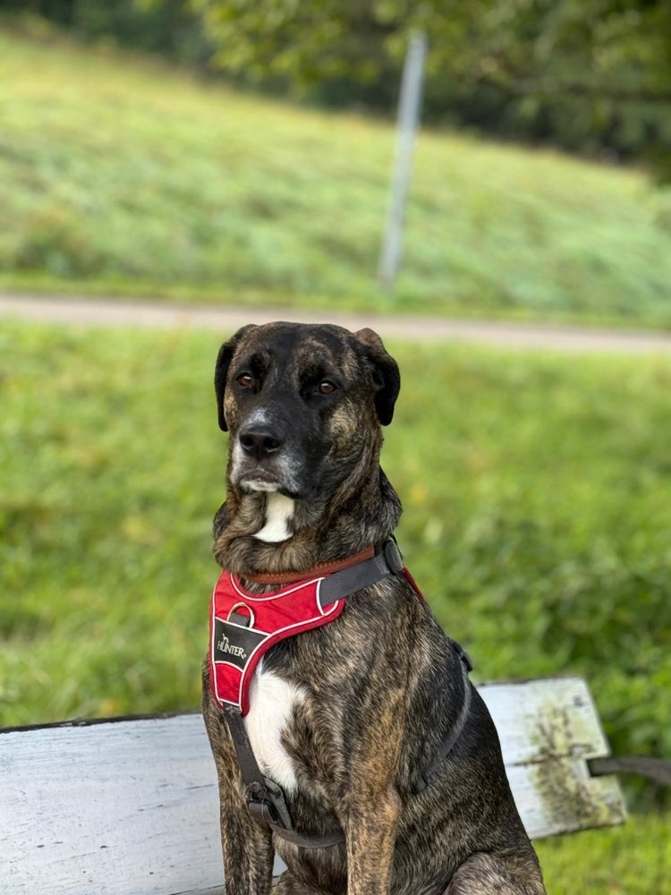 Hundetreffen-Sozialverhalten stärken-Profilbild