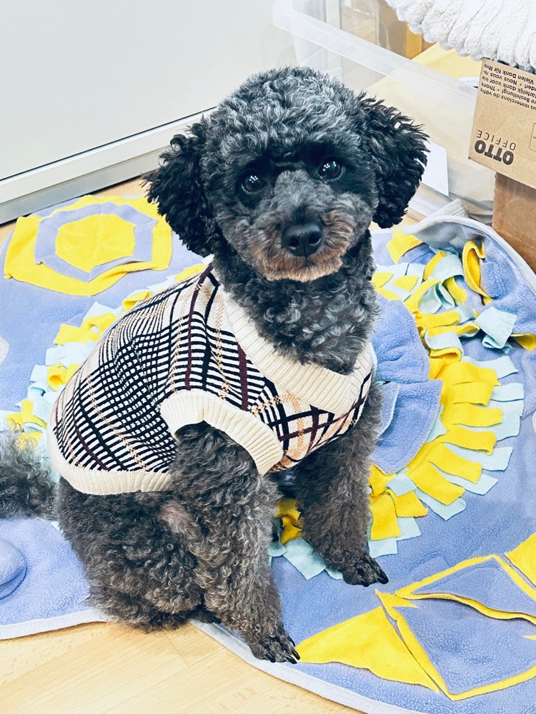 Hundetreffen-Treffen für gemeinsames spielen und spazieren gehen-Profilbild