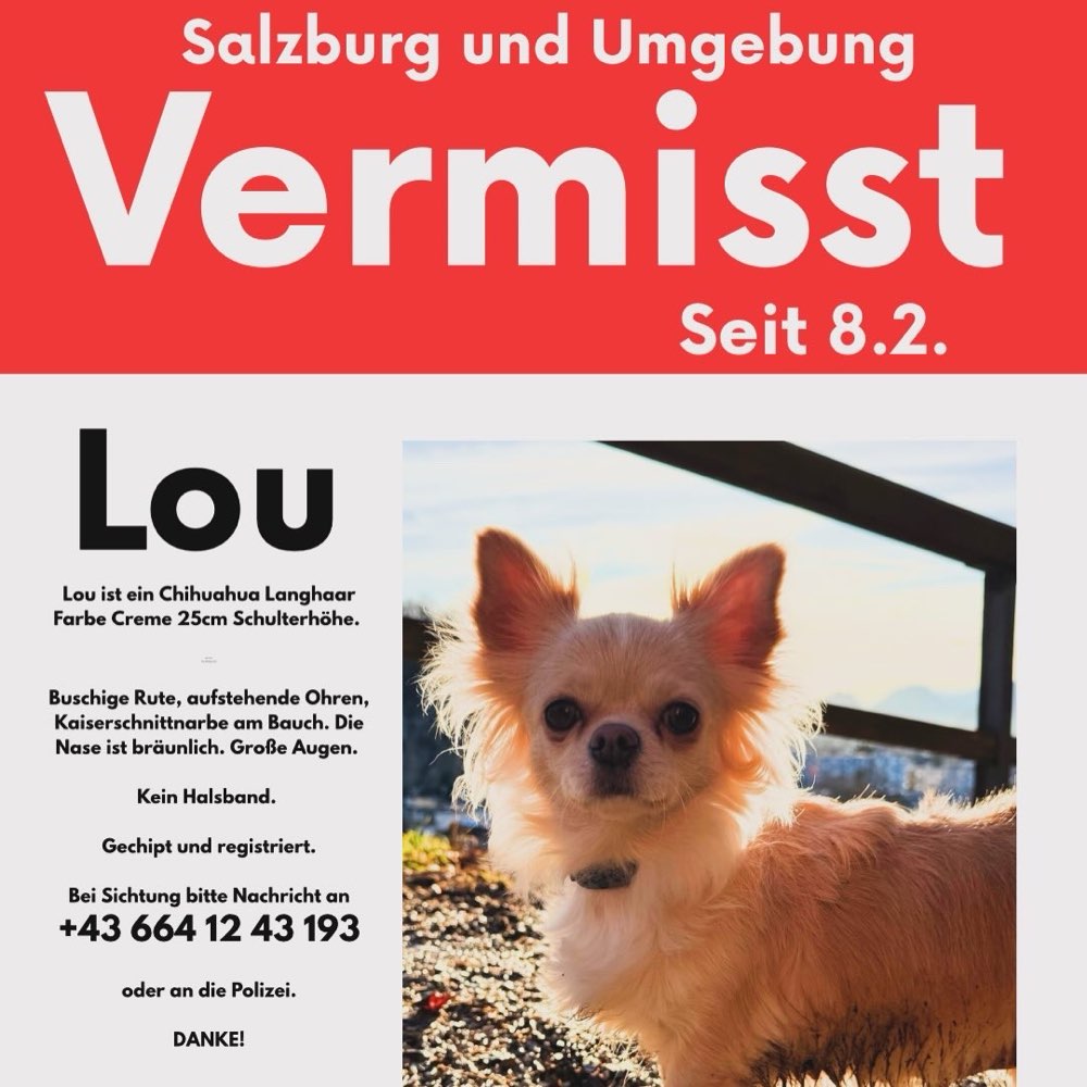 Suchmeldung-Lou-Profilbild
