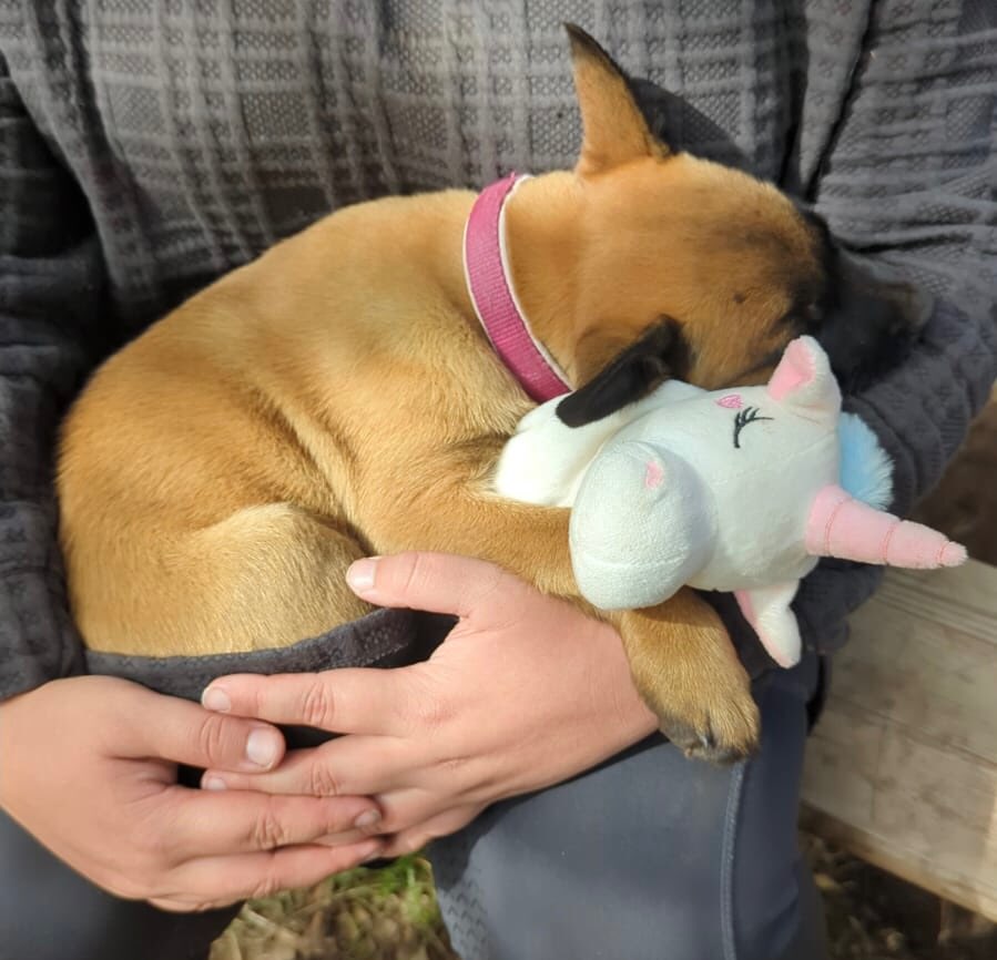 Hundetreffen-Welpentreff bei Löbau-Profilbild