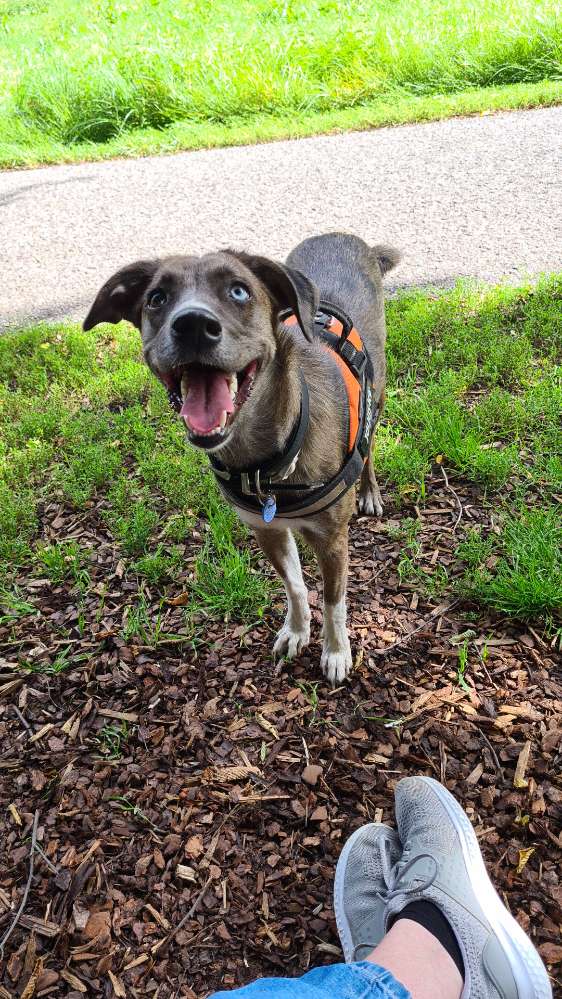 Hundetreffen-Spaziergang-Profilbild