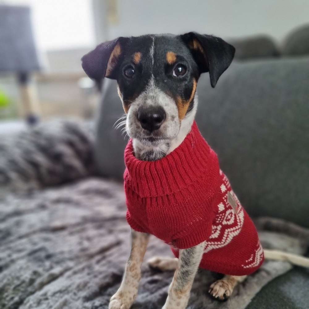 Hundetreffen-Spielgefährten gesucht-Profilbild