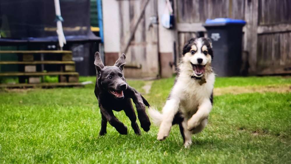Hundetreffen-Sozial walk für Cody-Profilbild