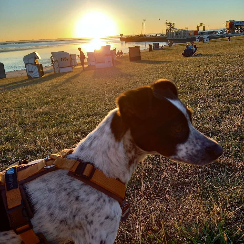 Hundetreffen-Gemeinsames Treffen/social Walk-Profilbild