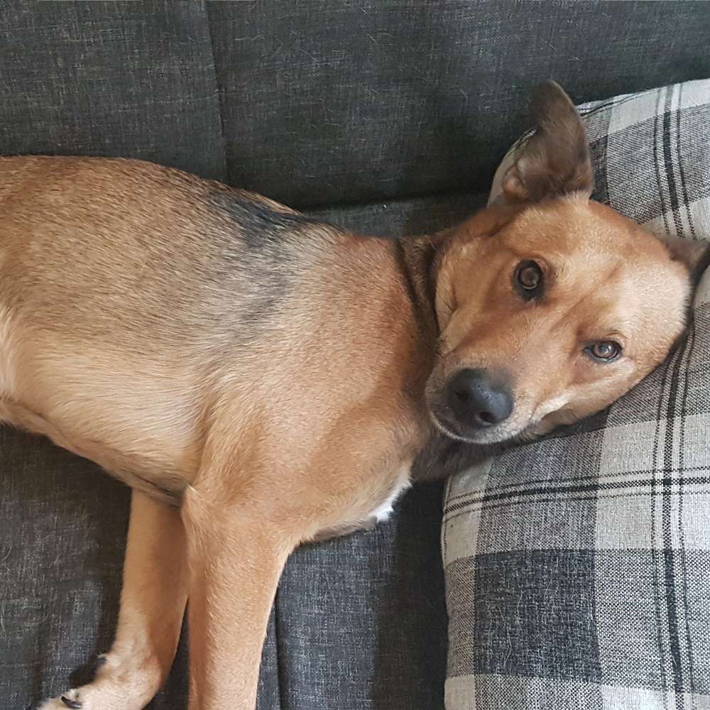 Hundetreffen-Kali sucht Freunde-Profilbild