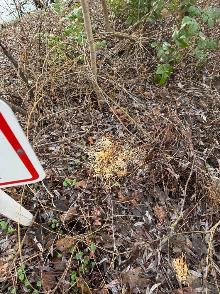 Giftköder-Möglicher Giftköder-Profilbild