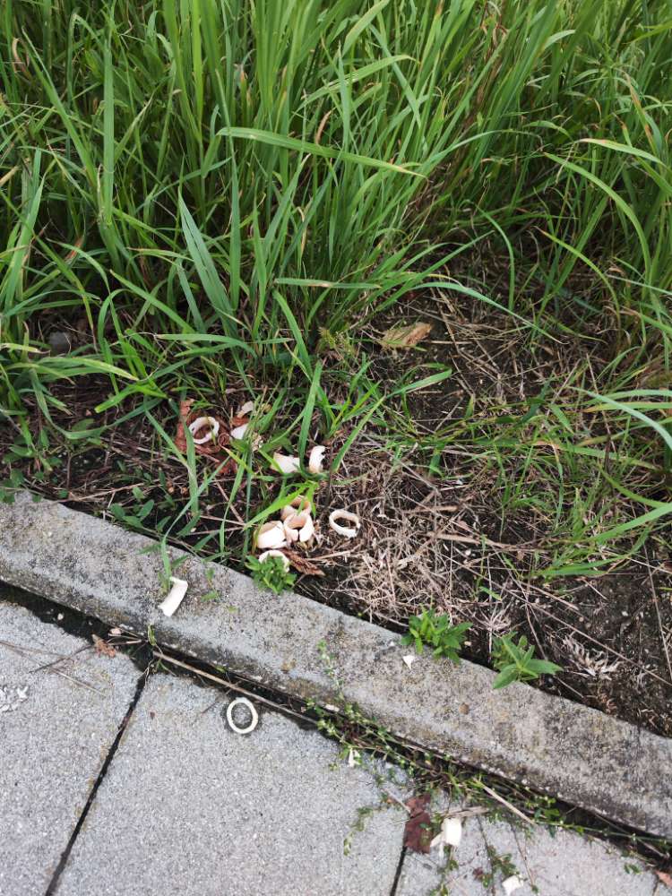 Giftköder-Potenzieller Giftköder-Profilbild