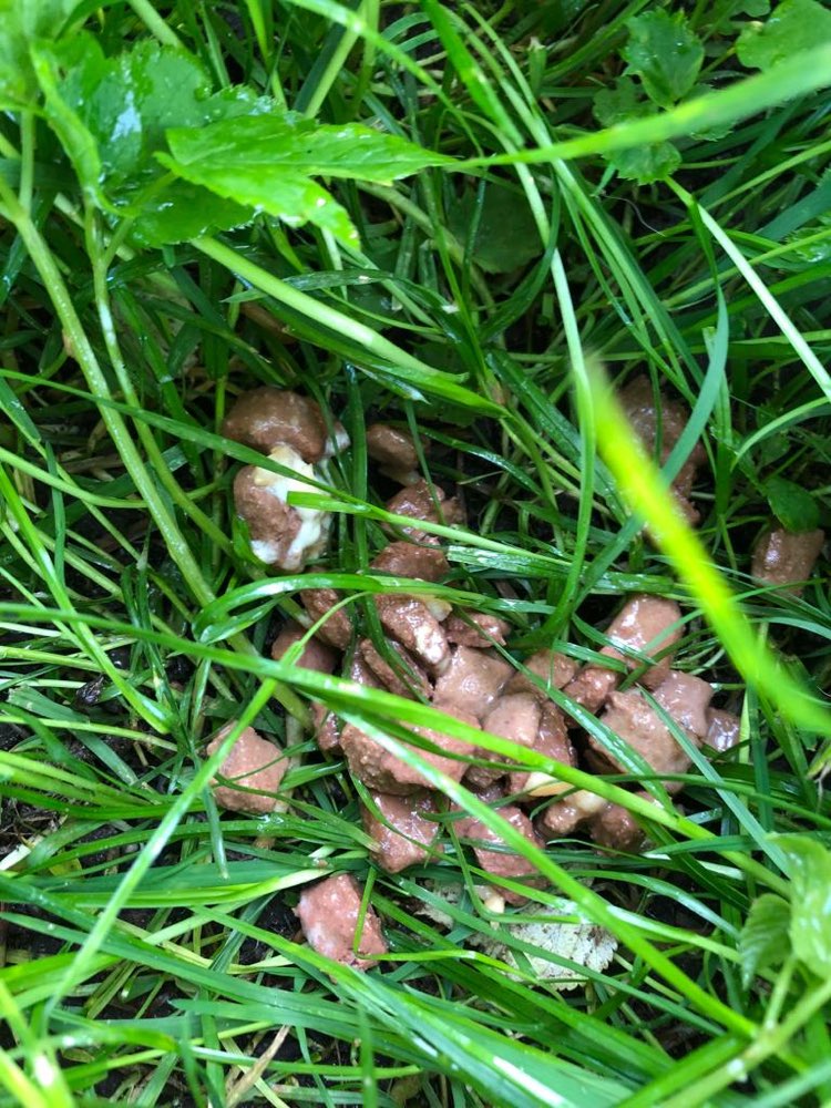 Giftköder-Ausgelegtes Futter-Profilbild