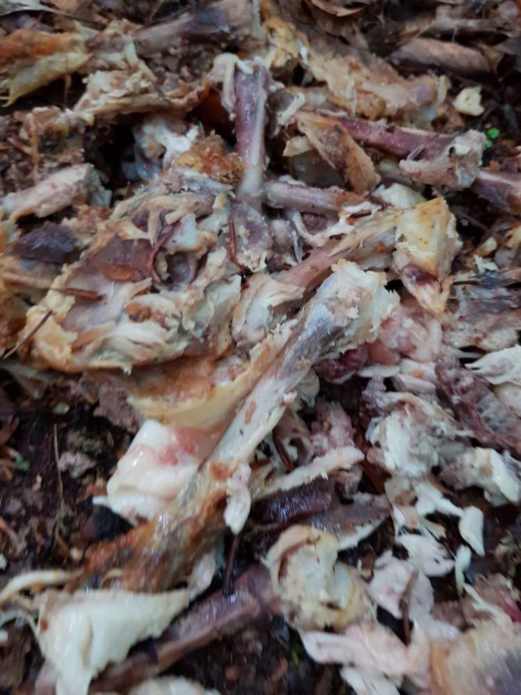 Giftköder-Hühnerfleiach mut Knochen-Profilbild