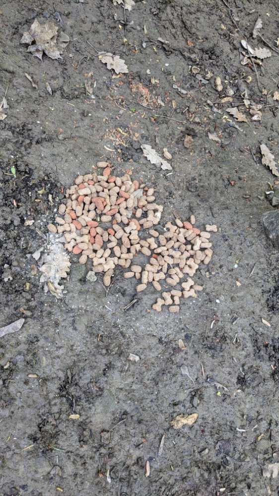 Giftköder-Giftköder-Profilbild