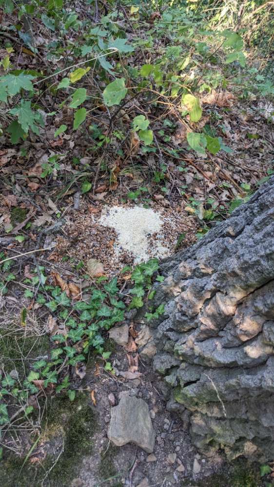 Giftköder-Reis-Körner-Mischung ev. Giftköder-Profilbild