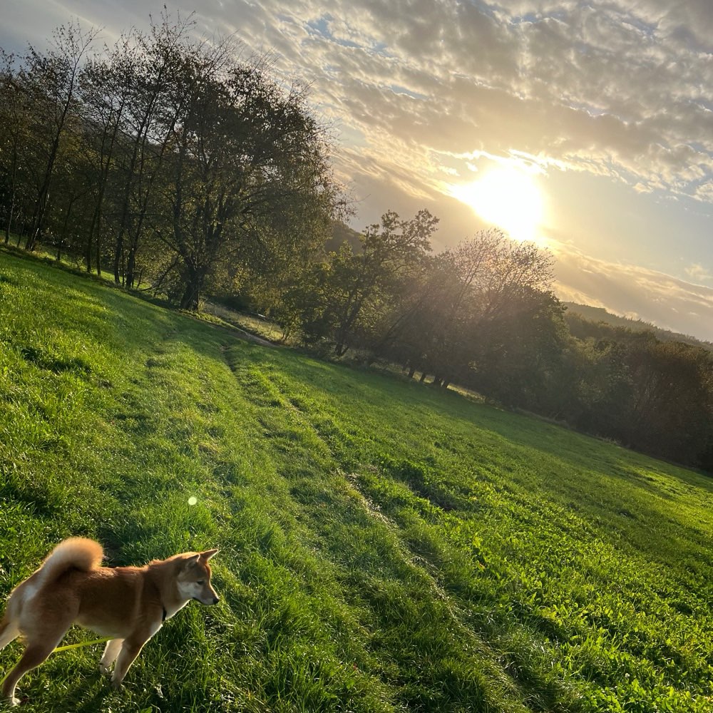 Hundetreffen-Gassirunde🐕-Profilbild