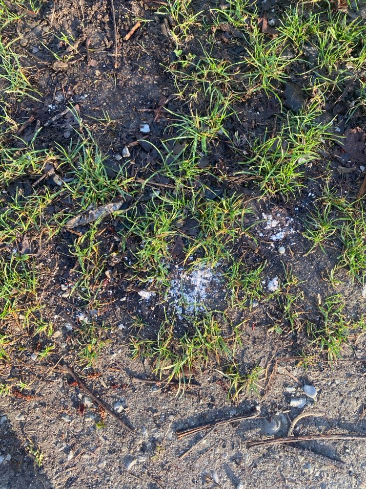 Giftköder-Giftköder-Profilbild