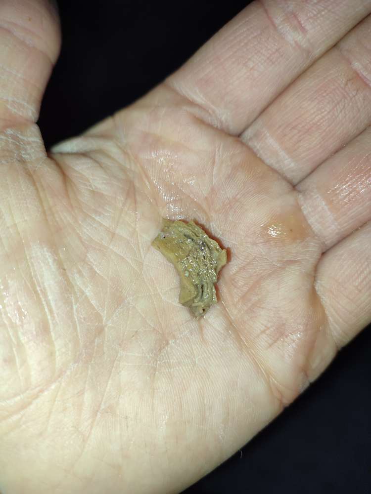 Giftköder-Fleischbällchen möglicher Giftköder-Profilbild