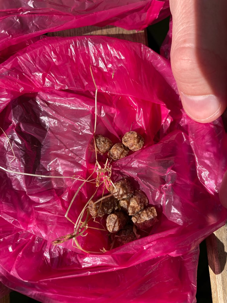 Giftköder-Wurststücke-Profilbild