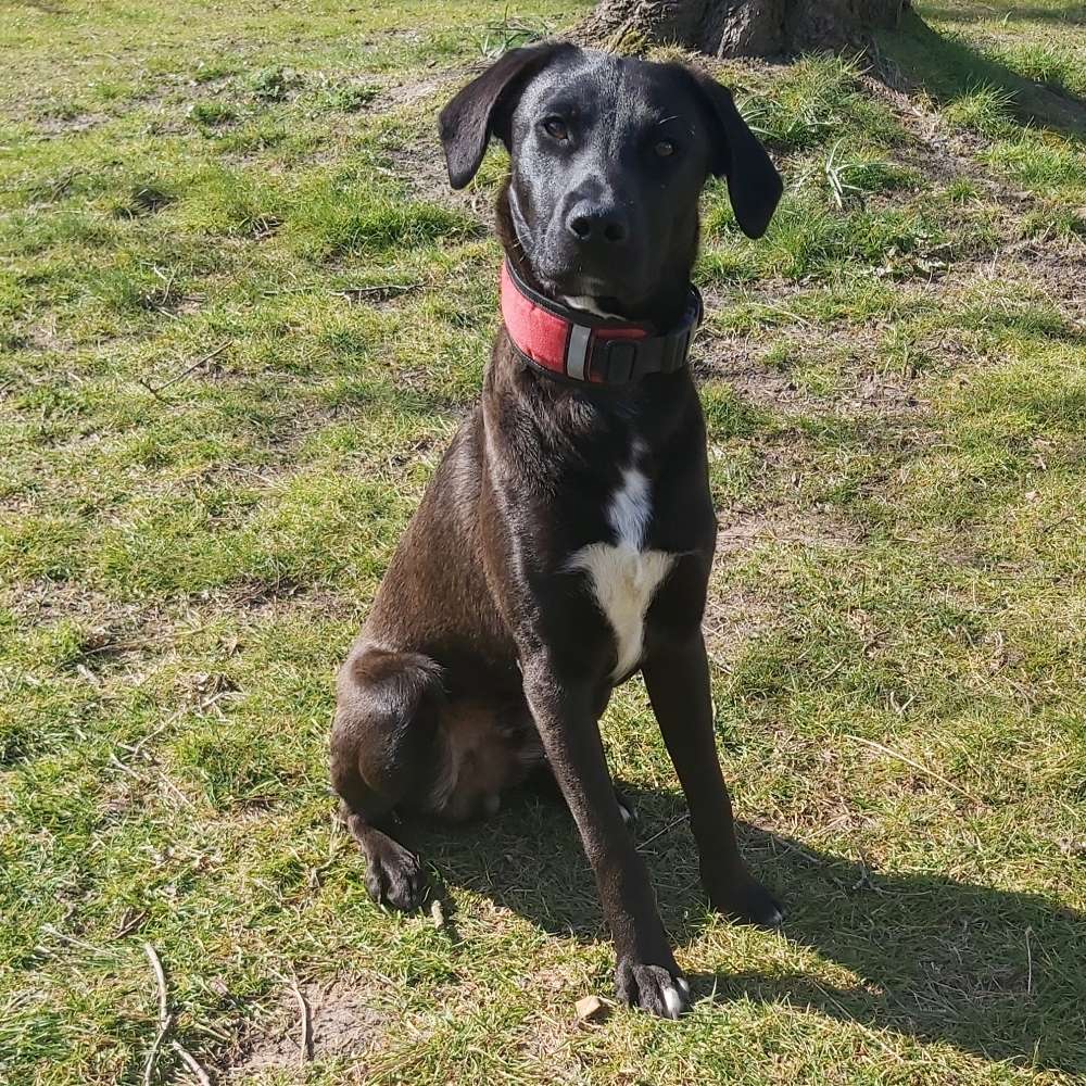 Hundetreffen-Spazieren gehen-Profilbild