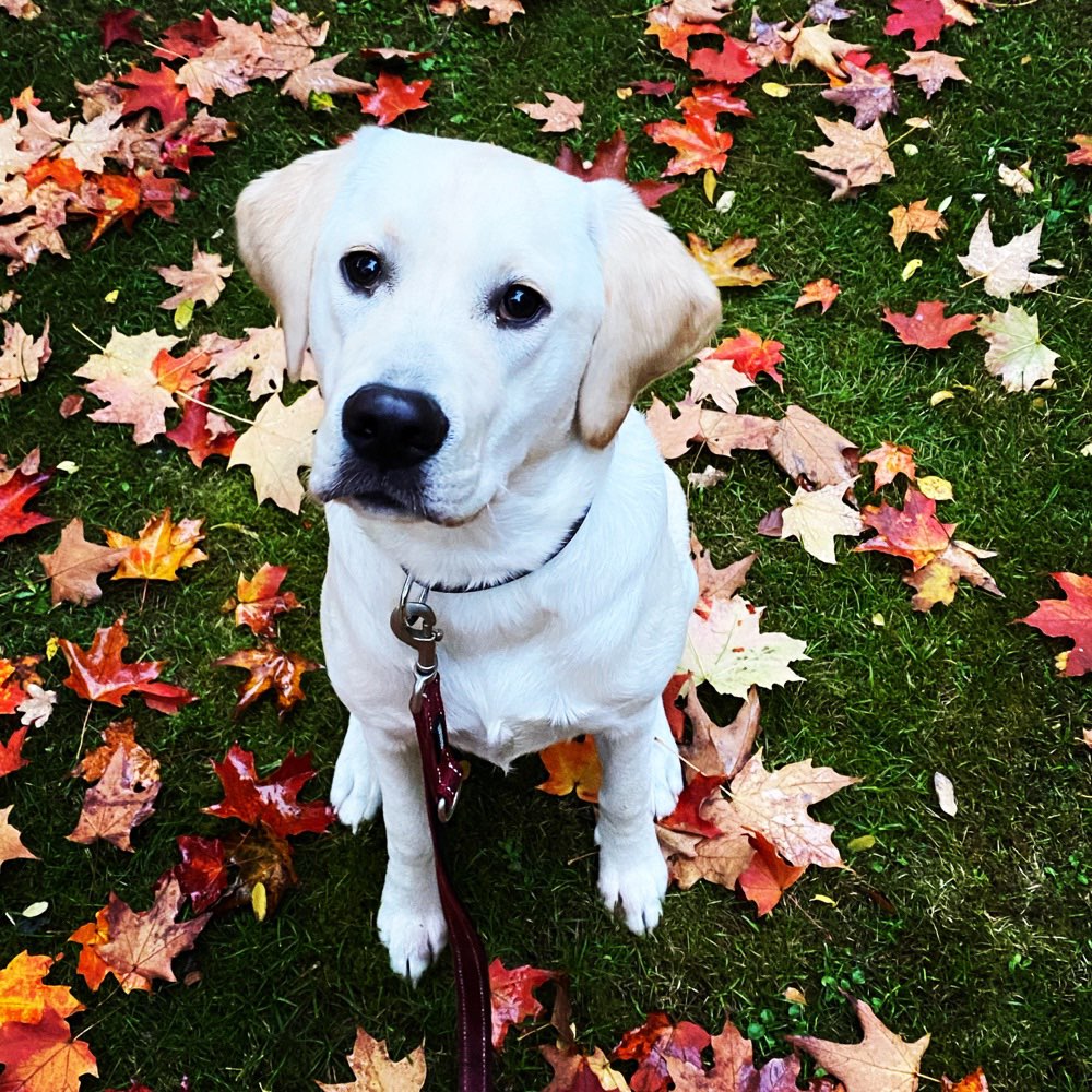 Hundetreffen-Gassi gehen, gemeinsames Training und Spielzeit-Profilbild