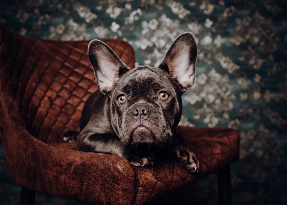Hundetreffen-Kleine Freunde für Taco-Profilbild