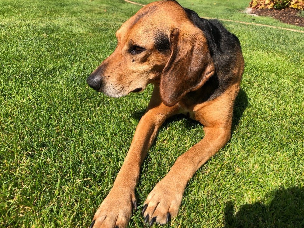Hundetreffen-Norman sucht Kumpel für gemeinsame Spaziergänge, zum Spielen und Toben-Profilbild