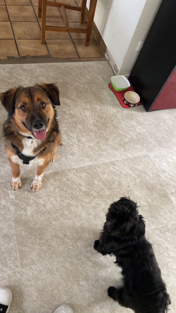 Hundetreffen-Hundebegegnugen üben-Profilbild