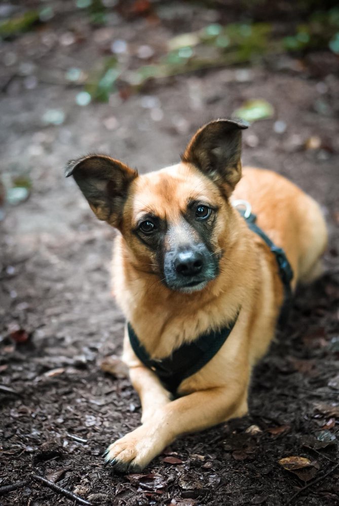 Hundetreffen-Social Walk-Profilbild
