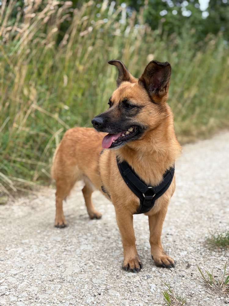Hundetreffen-Social Walk und spielen-Profilbild