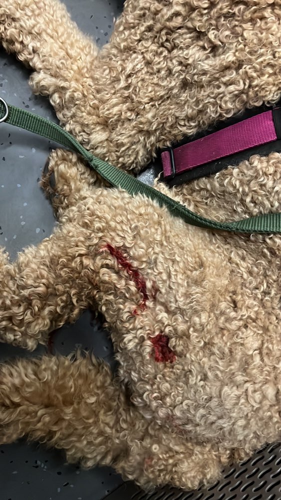 Giftköder-Aggressive Hunde im "Park" Berliner Tor-Profilbild