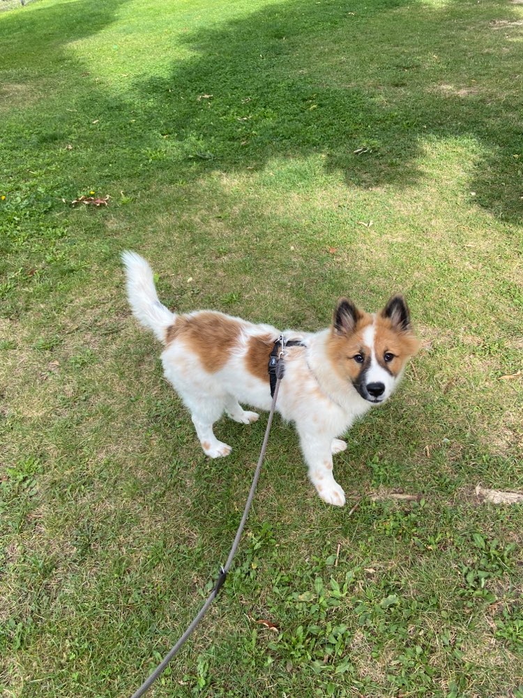 Hundetreffen-Welpenspielen in Wien oder Umgebung-Profilbild