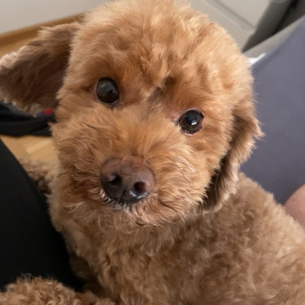 Hundetreffen-Gemeinsame Gassirunde-Profilbild