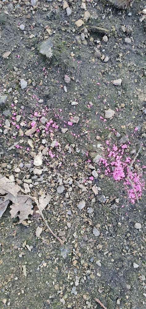 Giftköder-Giftköder-Profilbild