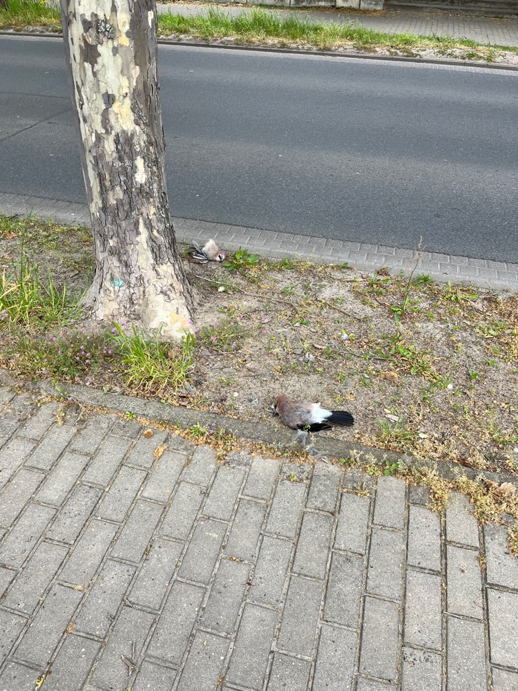 Giftköder-Tote Vögel-Profilbild