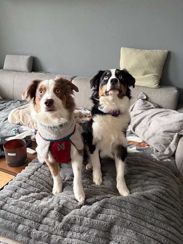 Hundetreffen-Aussie Treff 🐶-Profilbild