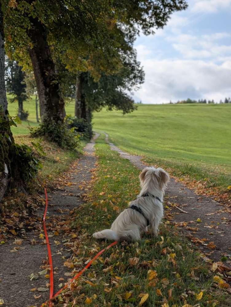 Hundetreffen-Gassi gehen an der Leine-Profilbild
