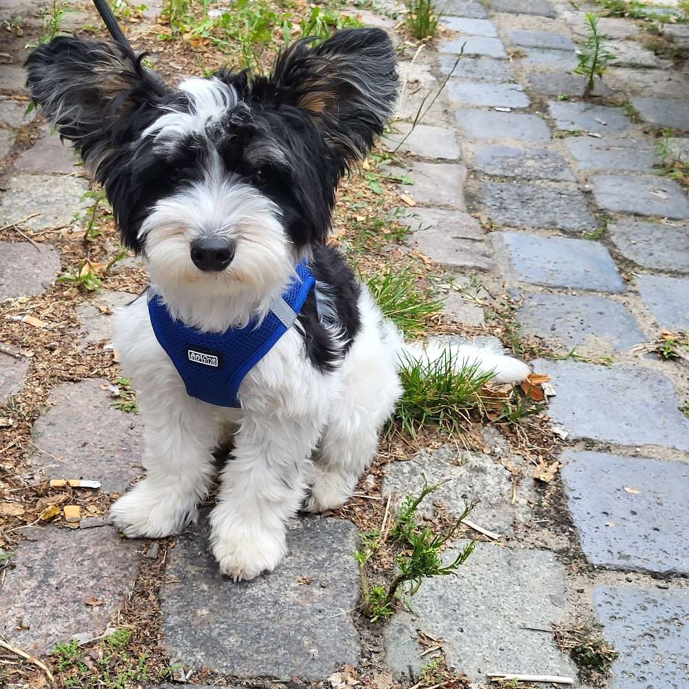 Hundetreffen-Gassirunde in 10319 Berlin-Profilbild