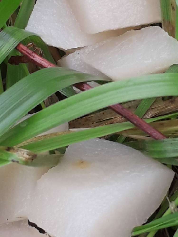 Giftköder-Melonenstücke-Profilbild