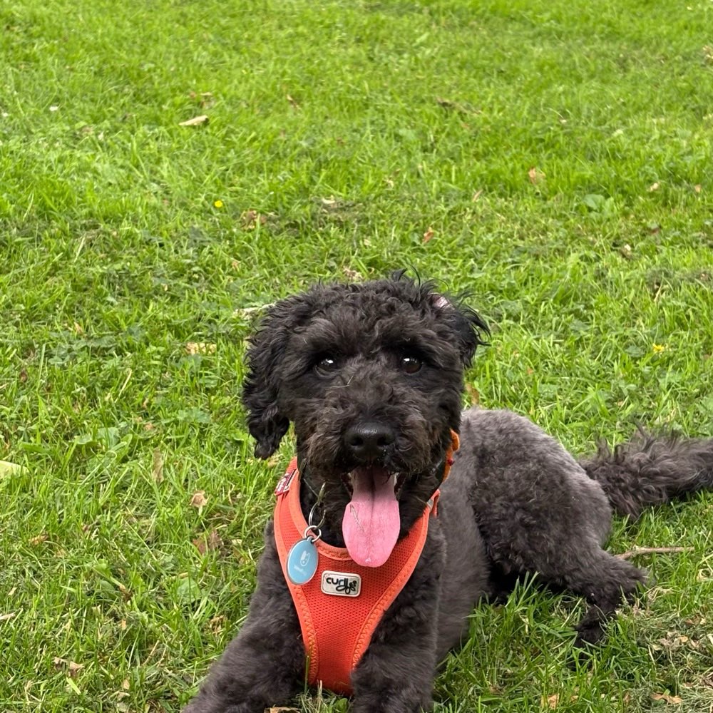 Hundetreffen-Aktive Spielpartner für 8kg-Hund-Profilbild