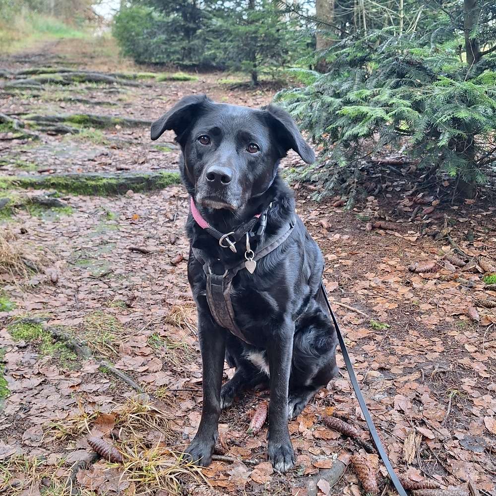 Hundetreffen-Gassi gehen / Hundebegegnungen üben-Profilbild