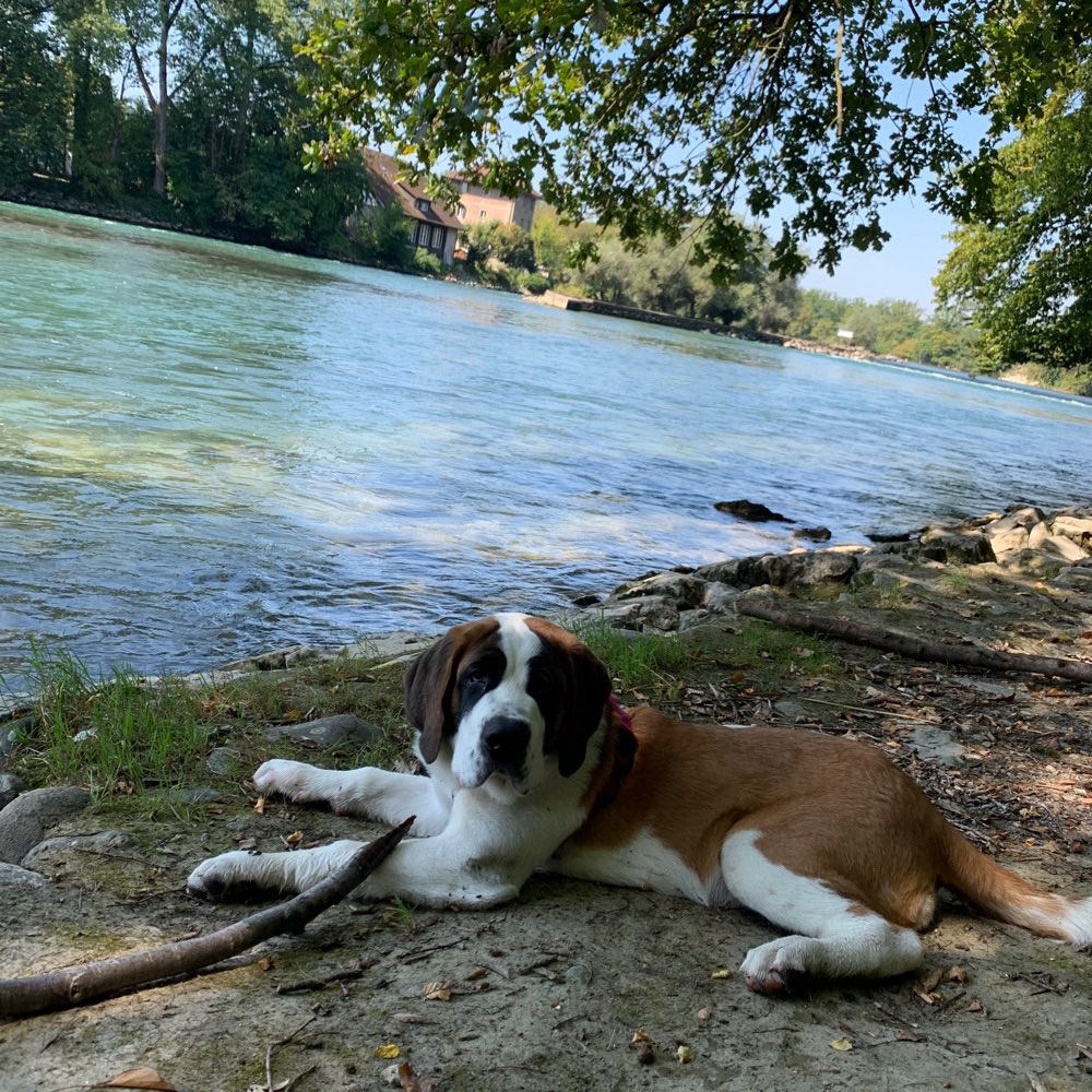 Hundetreffen-Playdate und Gassirunde-Profilbild