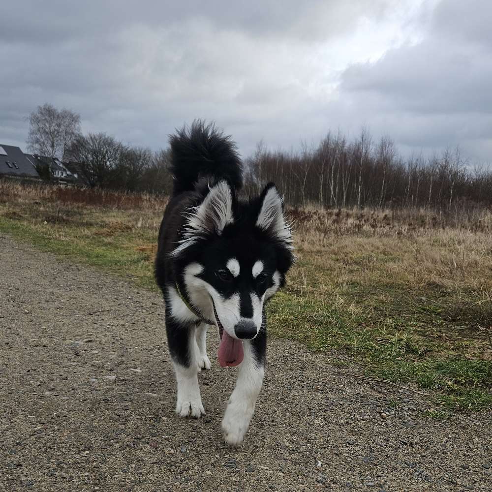 Hundetreffen-Spiel und Sozialisierung-Profilbild