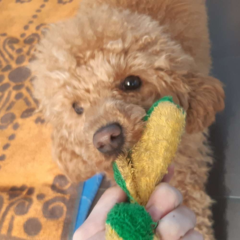 Hundetreffen-Hund treffen Komm vorbei 🐶-Profilbild