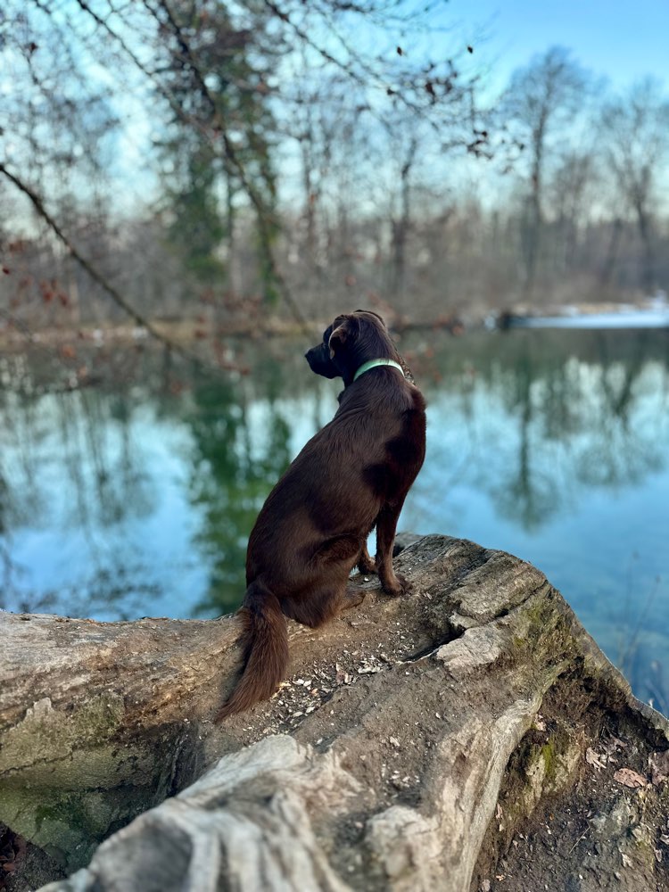 Hundetreffen-Gassirunden am Wochenende-Profilbild