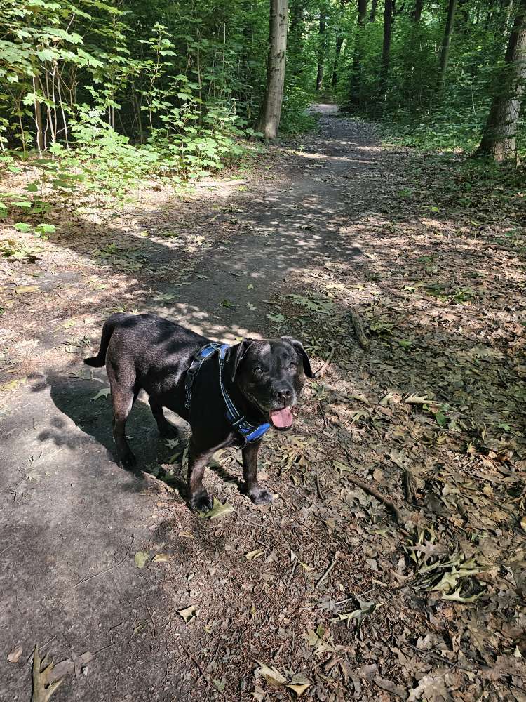 Hundetreffen-Gemeinsame Spaziergänge-Profilbild