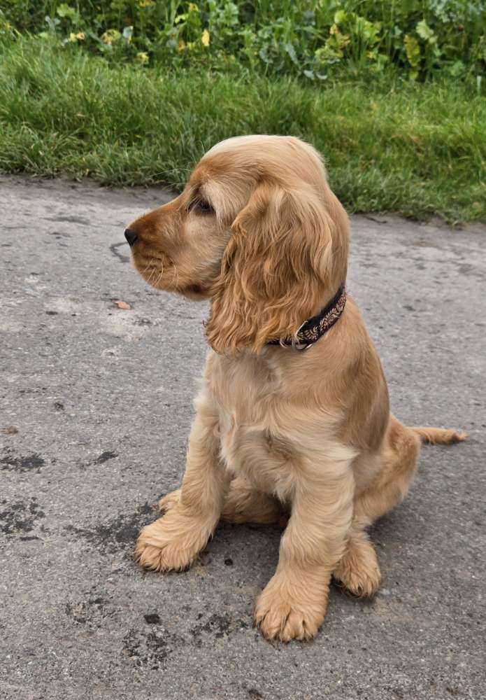 Hundetreffen-Welpentreffen in Mauritz-Profilbild