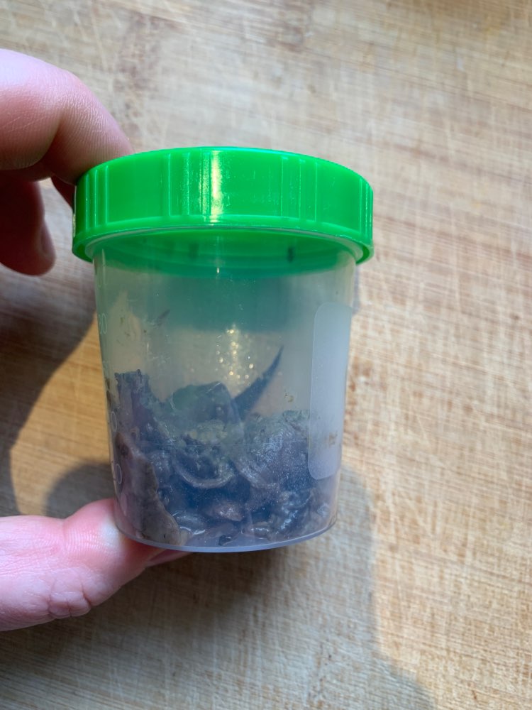 Giftköder-Giftköder am Rheinufer in Riehl-Profilbild