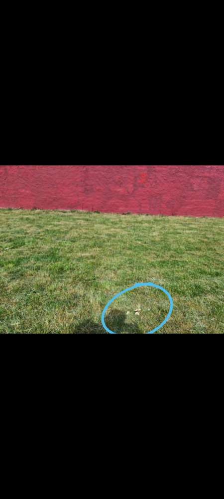 Giftköder-Verbrannte, nasse Brötchen-Profilbild