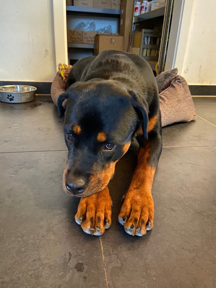 Hundetreffen-Spielen und Toben-Profilbild