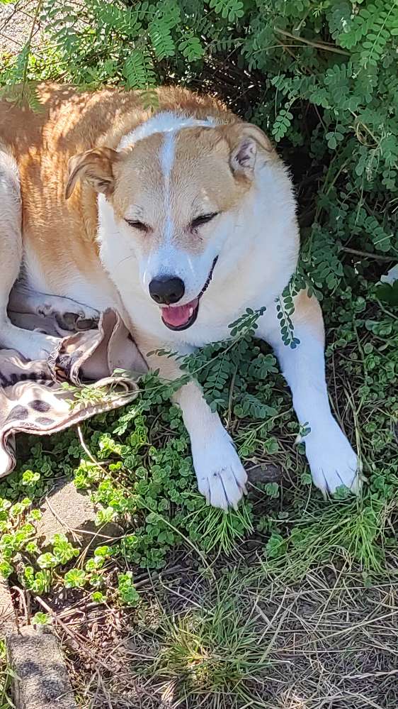 Hundetreffen-Seniorentreffen-Profilbild