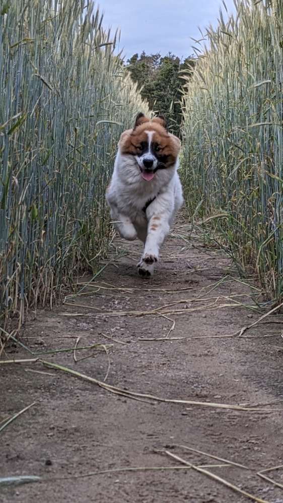 Hundetreffen-Balu (9 Monate) sucht Spielgefährten und Gassigefährten-Profilbild