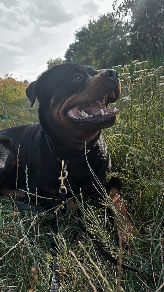 Hundetreffen-Social-Walks-Profilbild