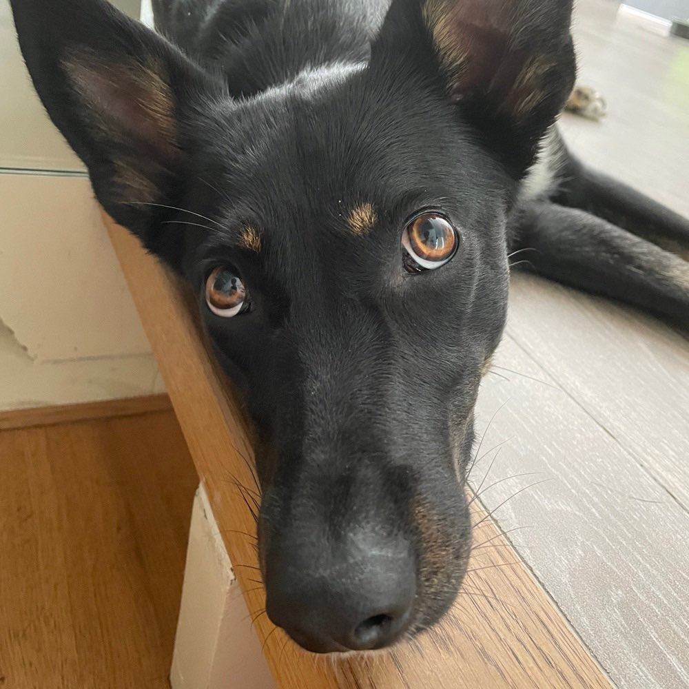 Hundetreffen-Spielfreund gesucht-Profilbild